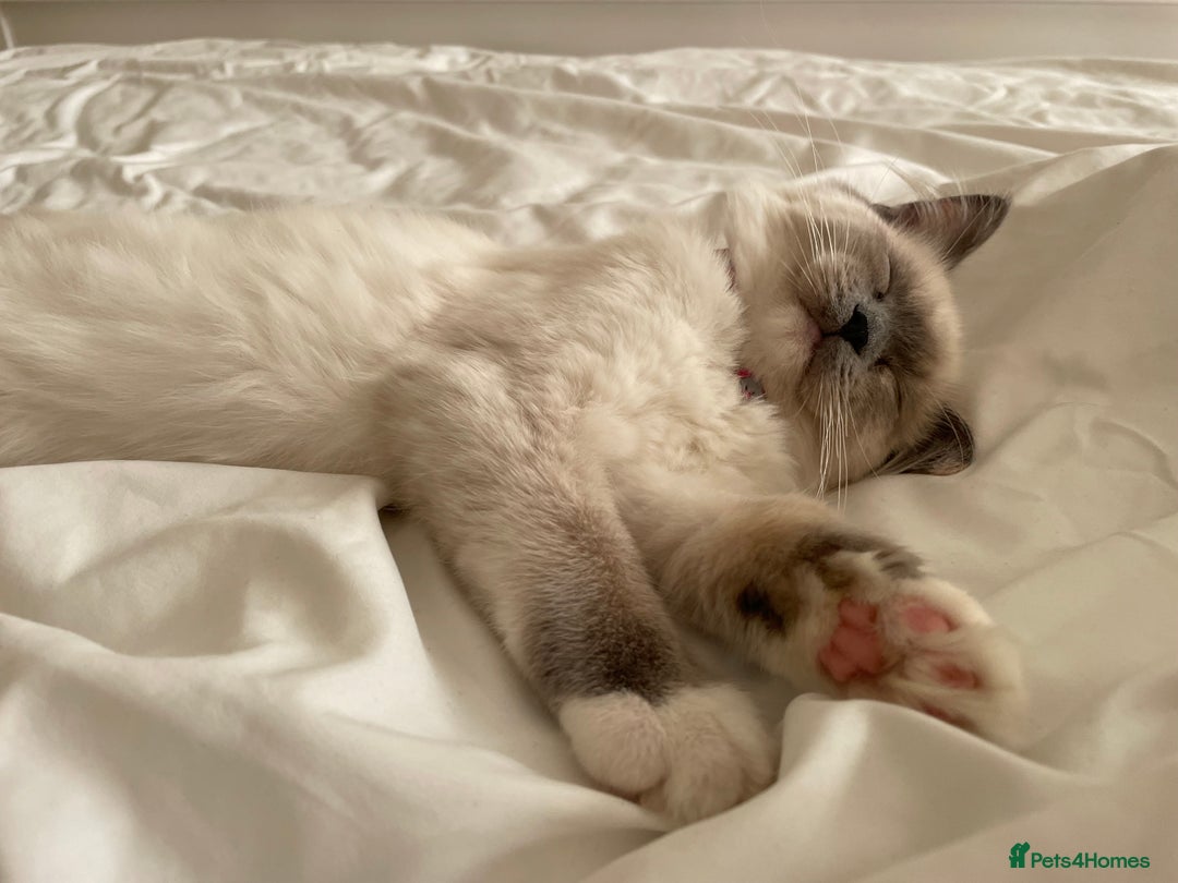 Ragdoll cats for sale: Bonded pair of ragdoll kittens - Image 7