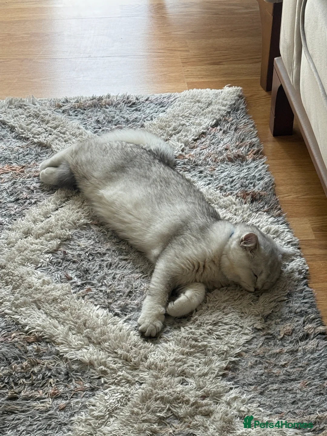 British Shorthair cats for sale: BRİTİSH SHORTHAİR 10 MONTHS - Advert 7