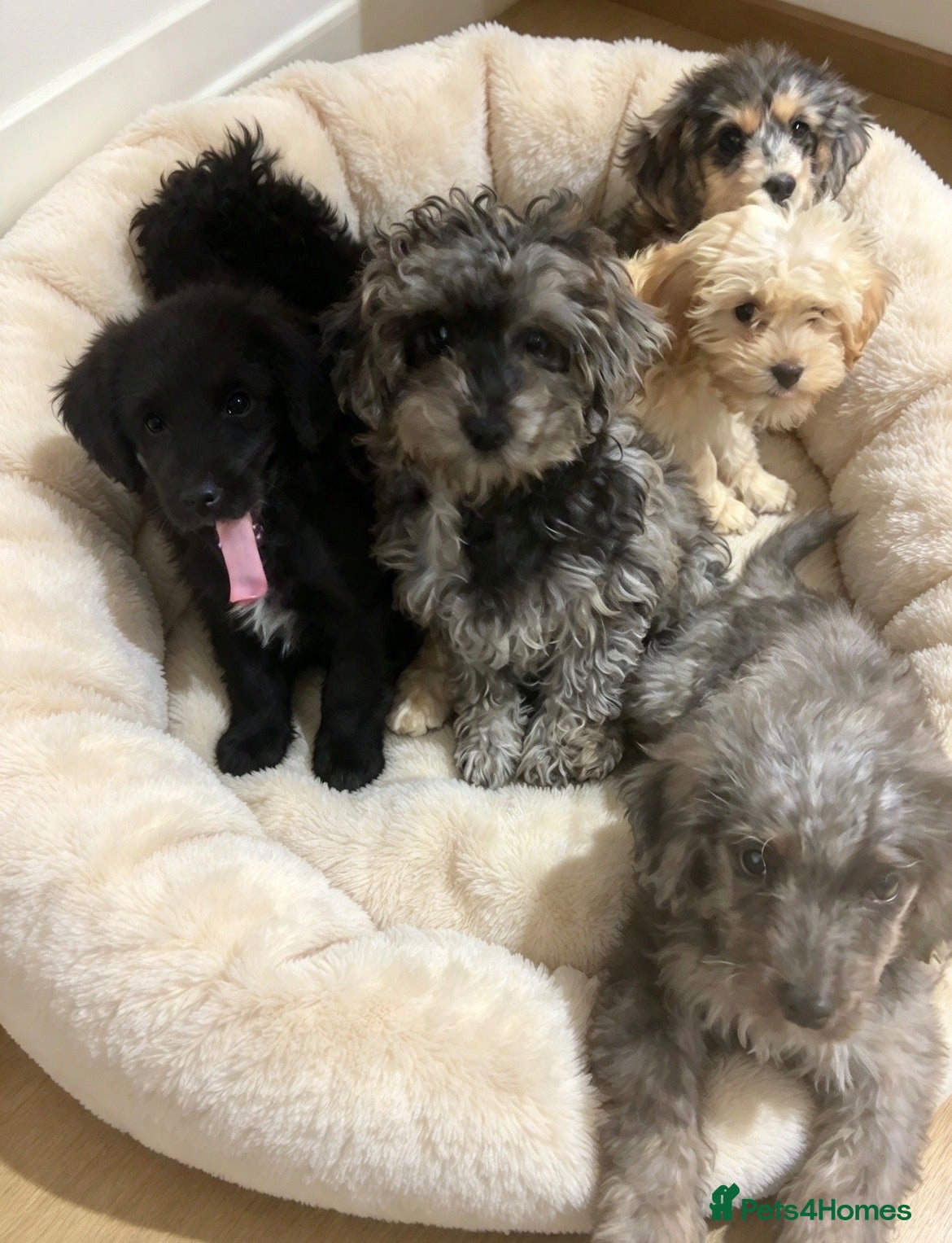 Cavapoo dogs for sale: top quality Cavapoo Puppies - Advert 2