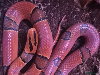 Rat Snake reptiles Bamboo rat snake - Advert 15