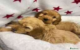 Cockapoo dogs for sale: Cockapoo puppies for sale - Image 8