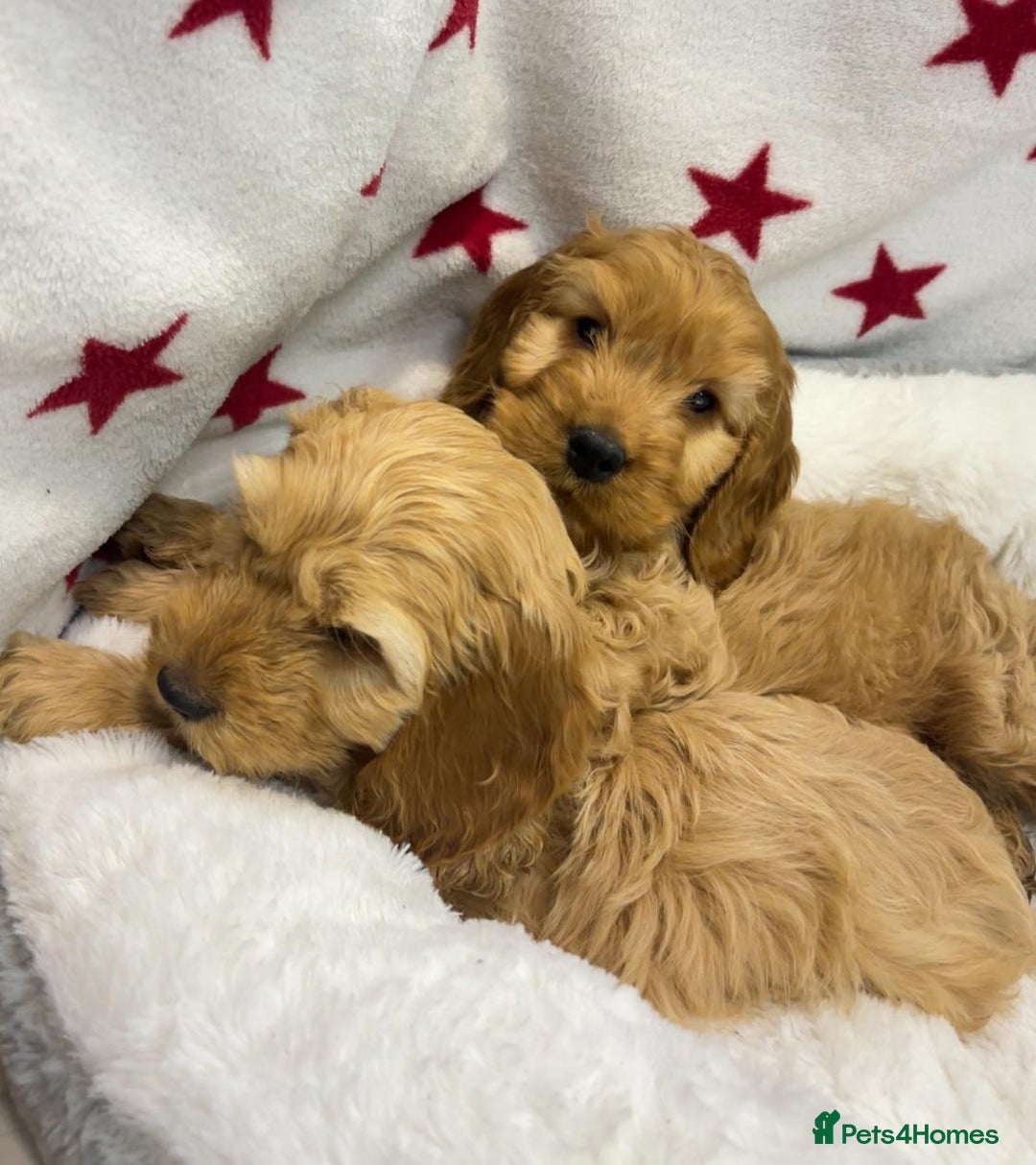 Cockapoo dogs for sale: Cockapoo puppies for sale - Image 8