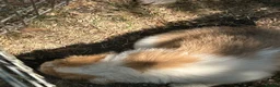 Border Collie dogs for sale: Stunning Border Collie pups in ELY - Advert 23