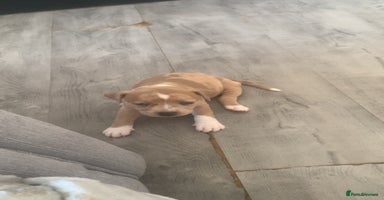 Mixed Breed dogs - Advert 12