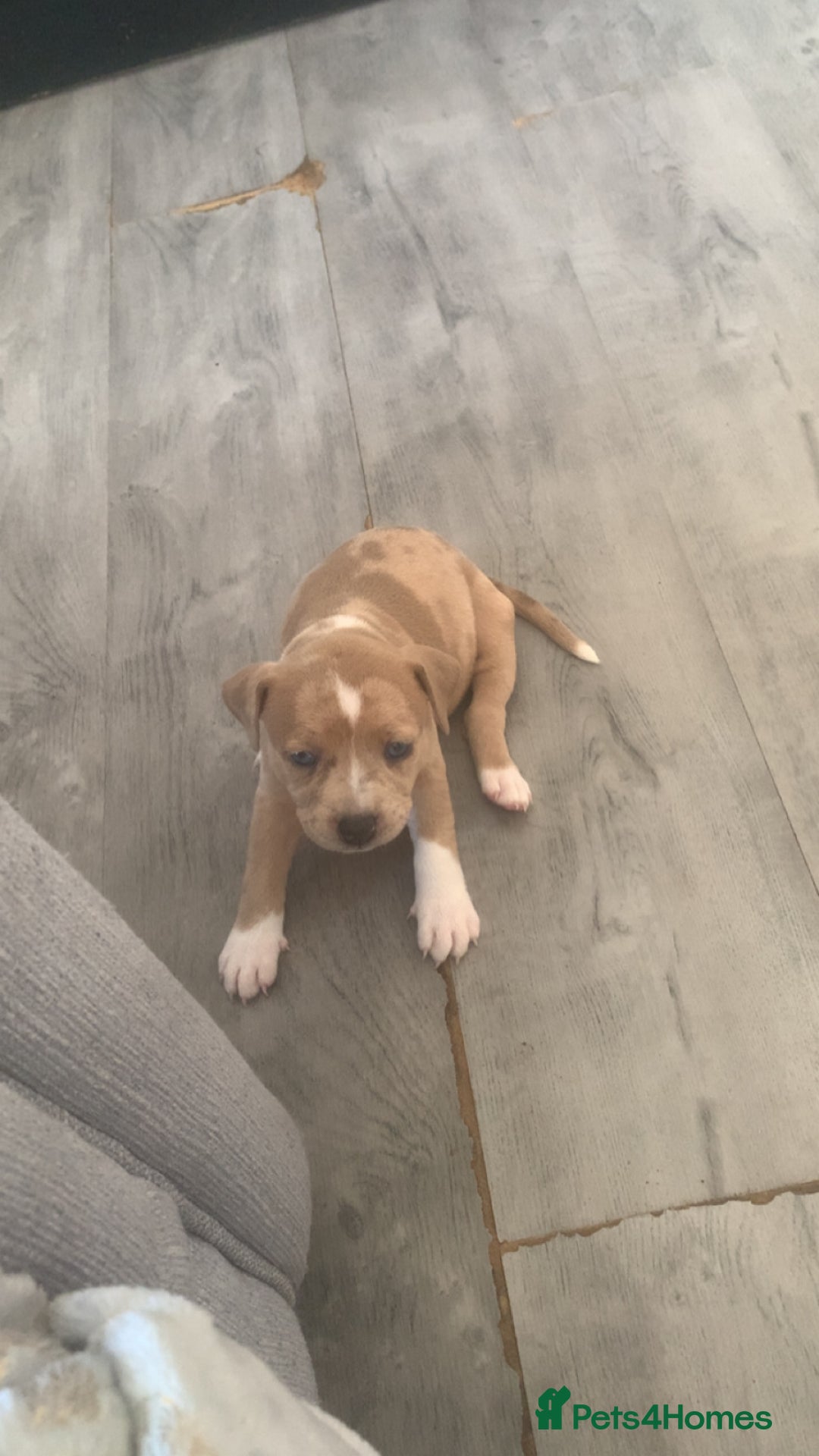 Mixed Breed dogs for sale: Ready to leave Staff x bulldog puppies  - Image 4