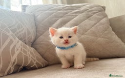 Mixed Breed cats for sale: Adorable kittens  - Image 5