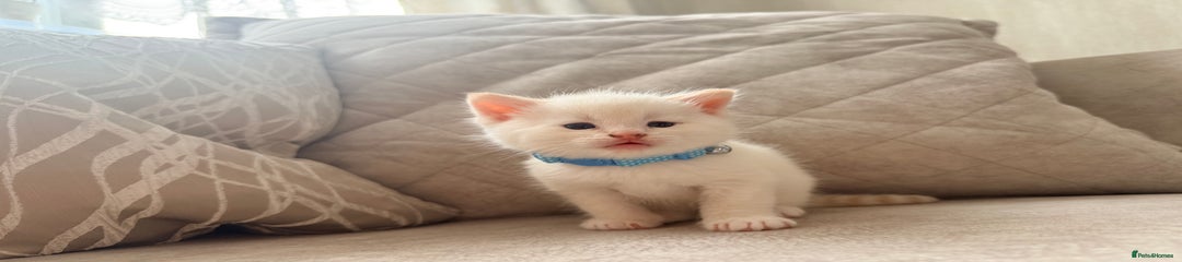 Mixed Breed Kitten 1