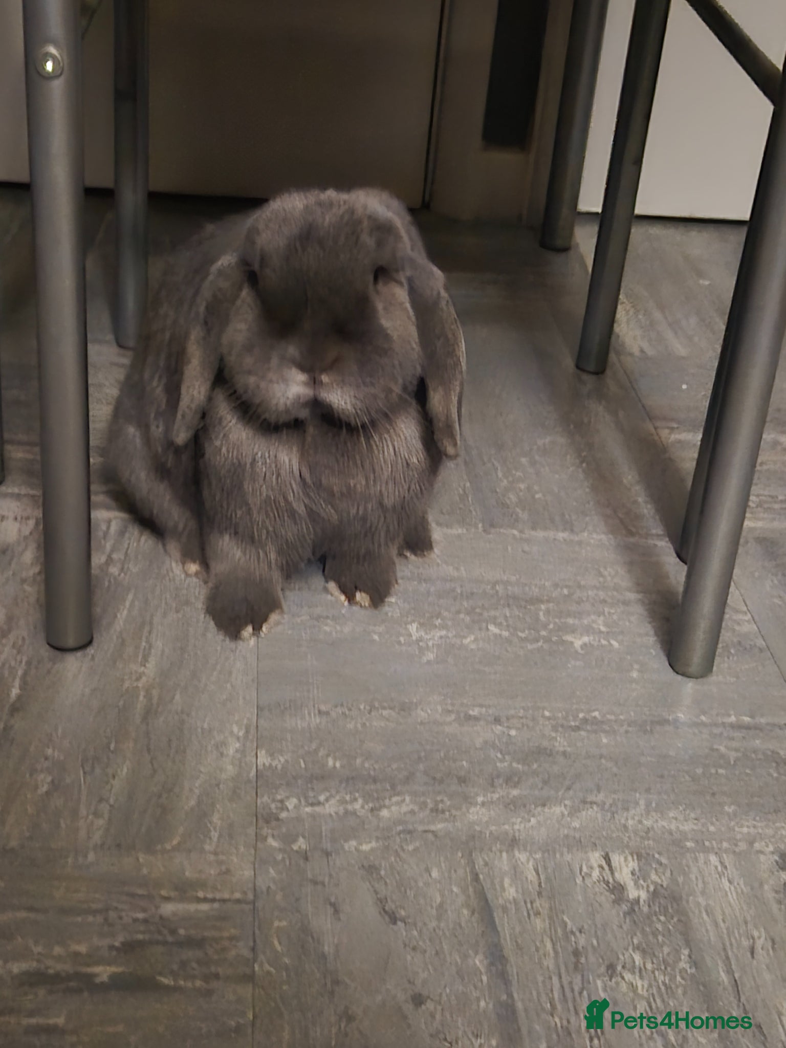 Mini Lop rabbits Female Holland lop - Advert 1