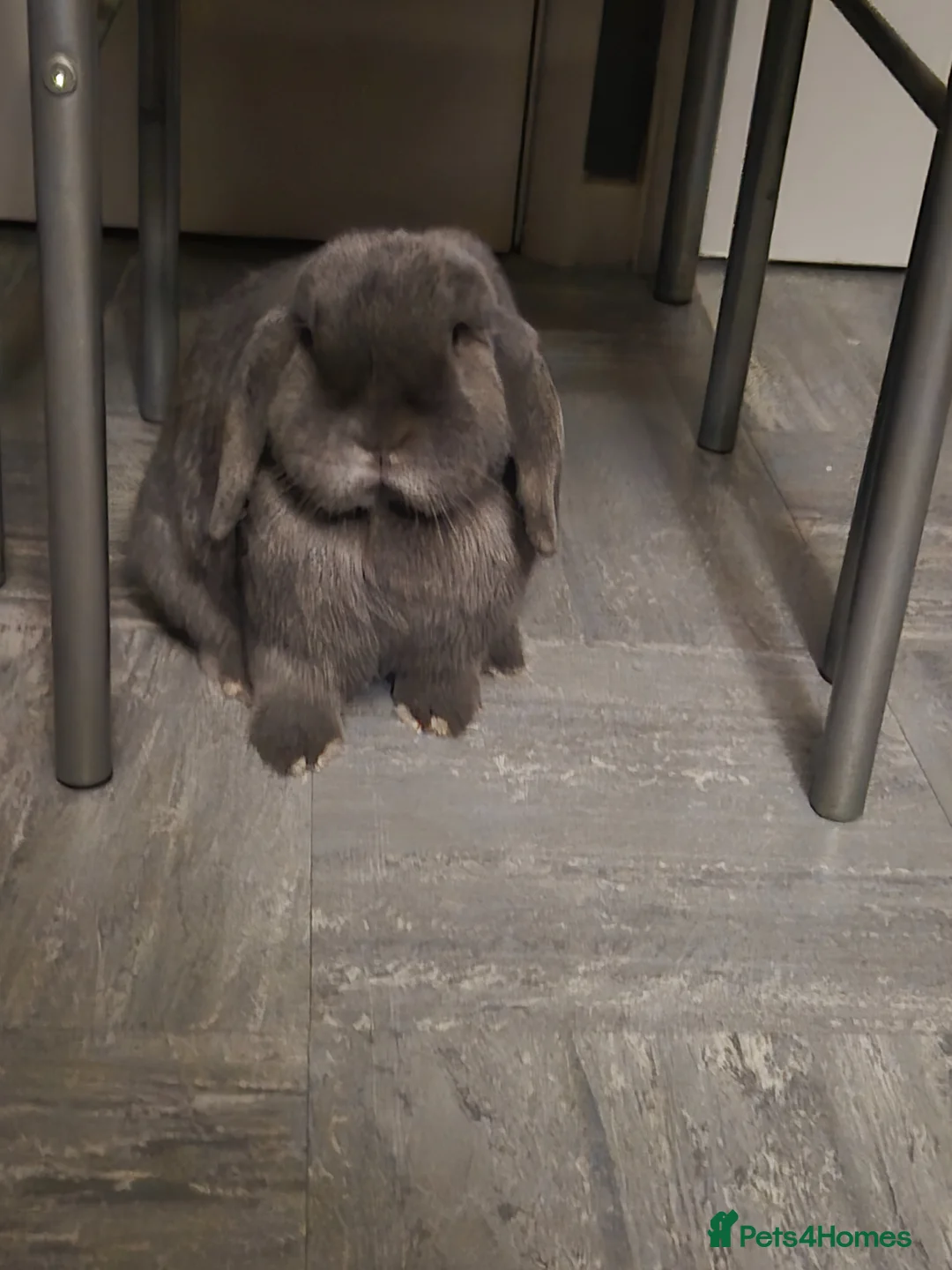 Mini Lop rabbits for sale: Female Holland lop in Great Yarmouth - Advert 1