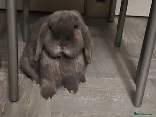 Mini Lop rabbits Female Holland lop - Advert 1