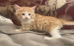Mixed Breed cats for sale: 5 Fluffy Half Maine Coon kittens - Advert 17