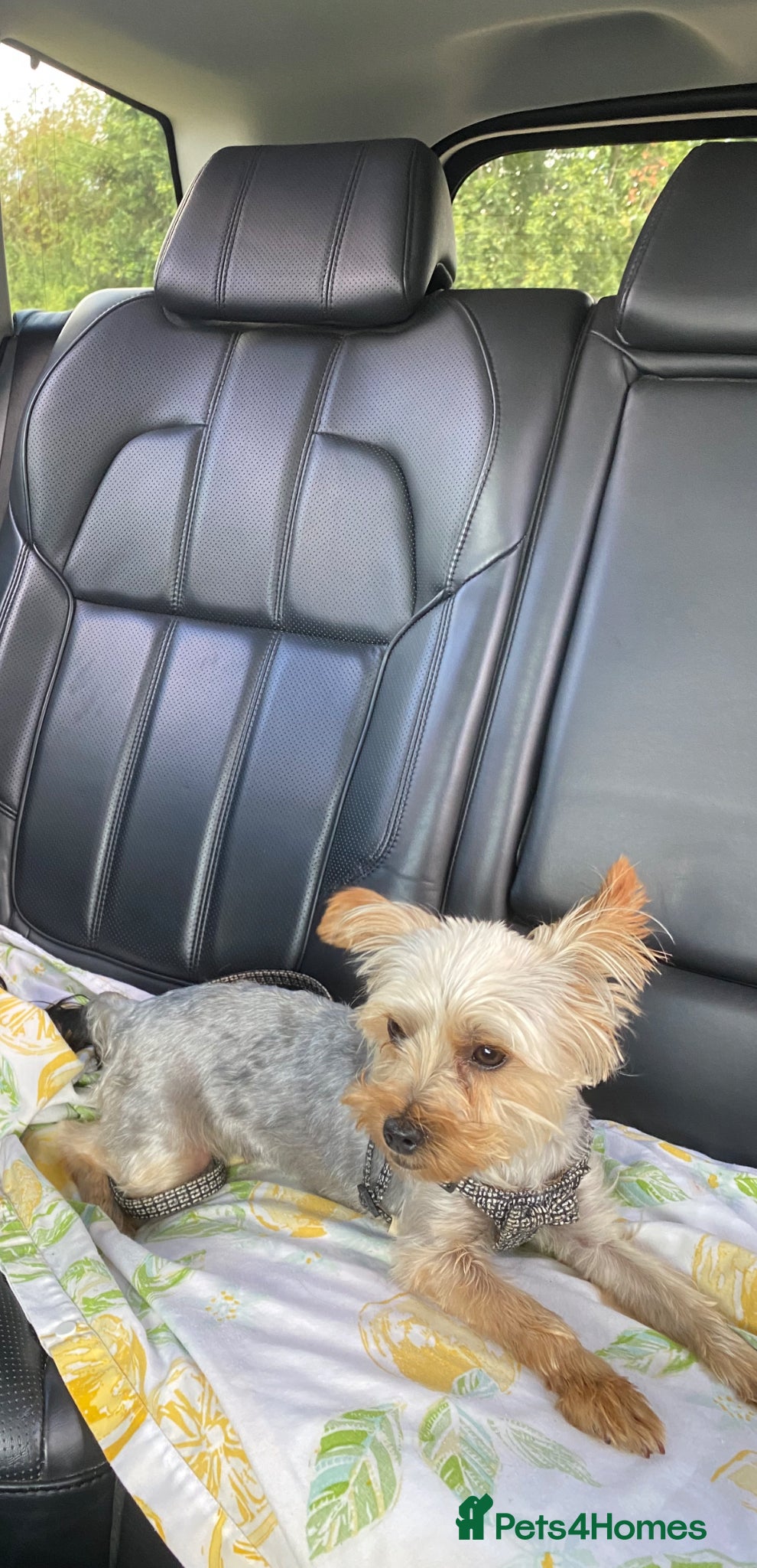 Yorkshire Terrier dogs for sale: Beautiful Yorkshire terrier puppy’s ready now - Advert 20