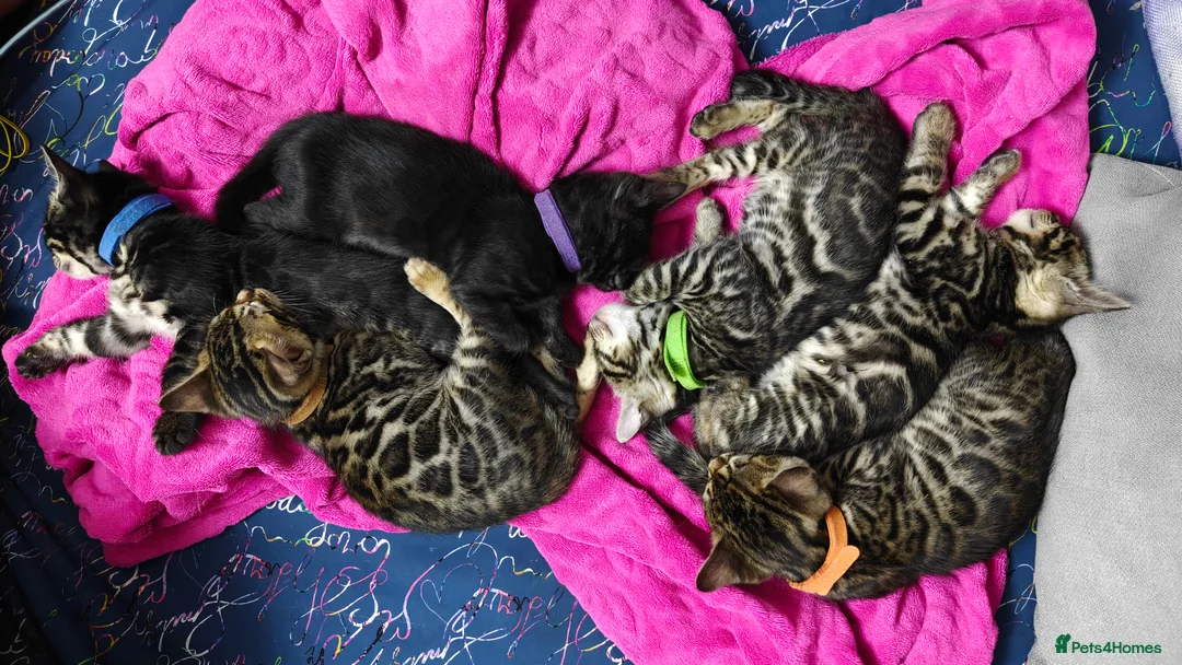 Bengal cats for sale: Pedigree glitter Bengals available soon - Advert 1