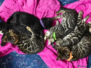 Bengal cats for sale: Pedigree glitter Bengals available soon - Advert 2