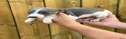 Mixed Breed dogs for sale: Italian greyhound whippet pups  - Advert 2