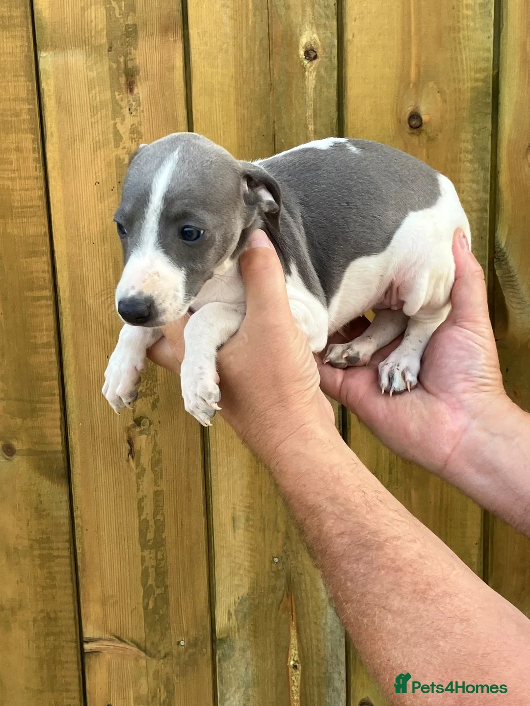 Mixed Breed dogs for sale: Italian greyhound whippet pups  - Advert 2