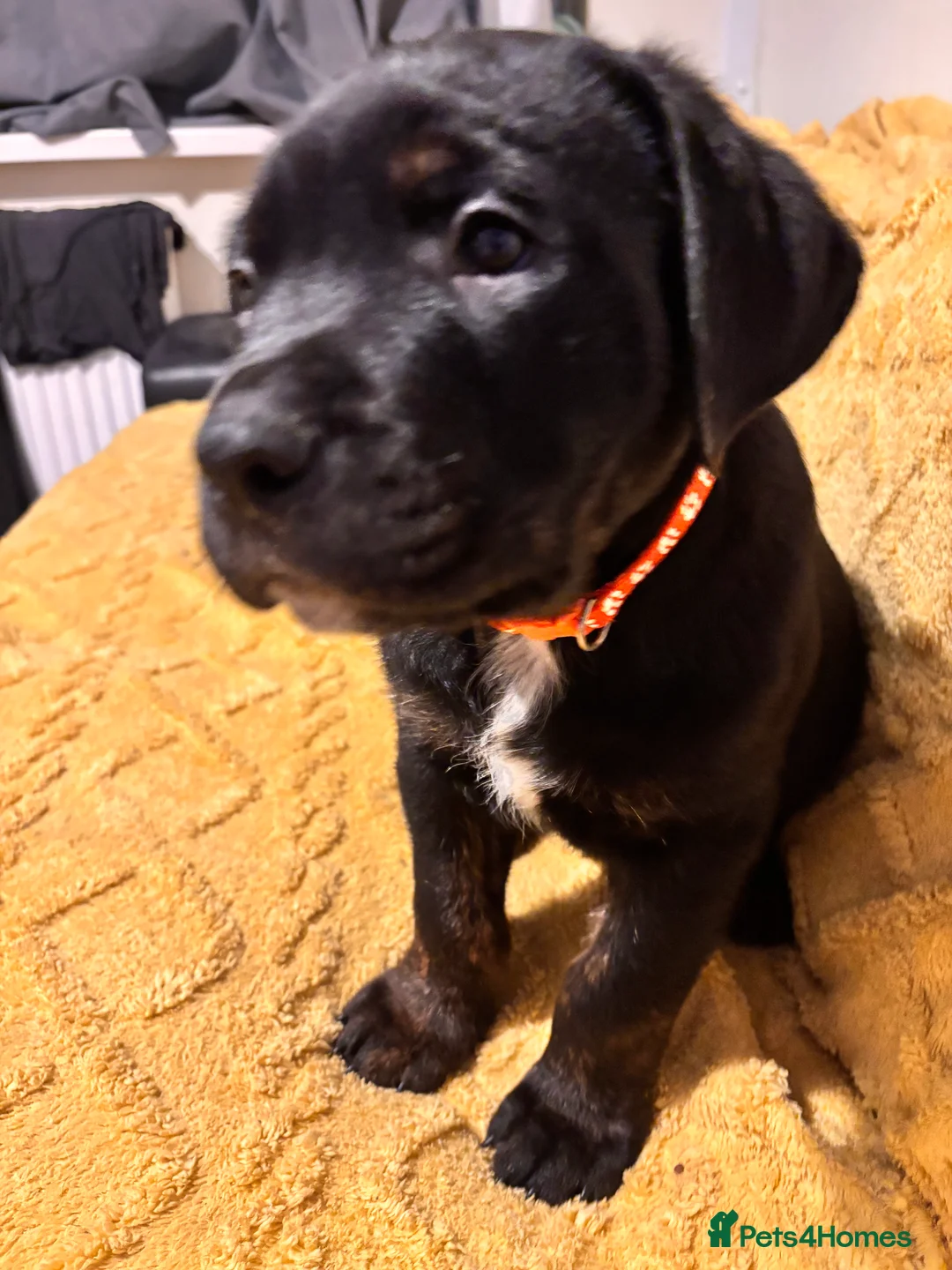 Mixed Breed dogs for sale: Rottweiler cross mixed breed - Advert 5