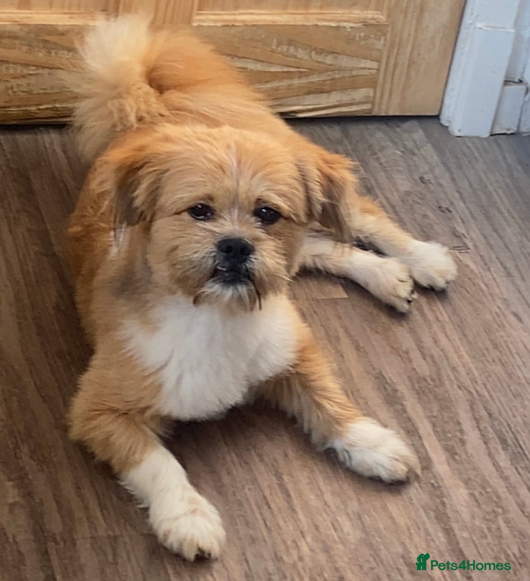 Mixed Breed dogs for sale: Pom/Shih Tzu cross, 4 years old -Needs loving home - Advert 2