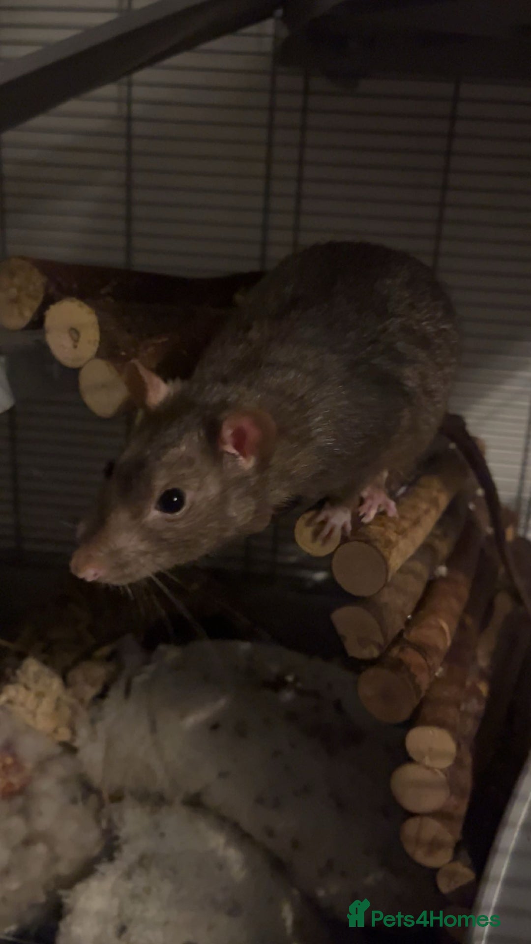 Rat rodents for sale: 2 Male Rats (FULL SET UP INCLUDED) - Advert 3