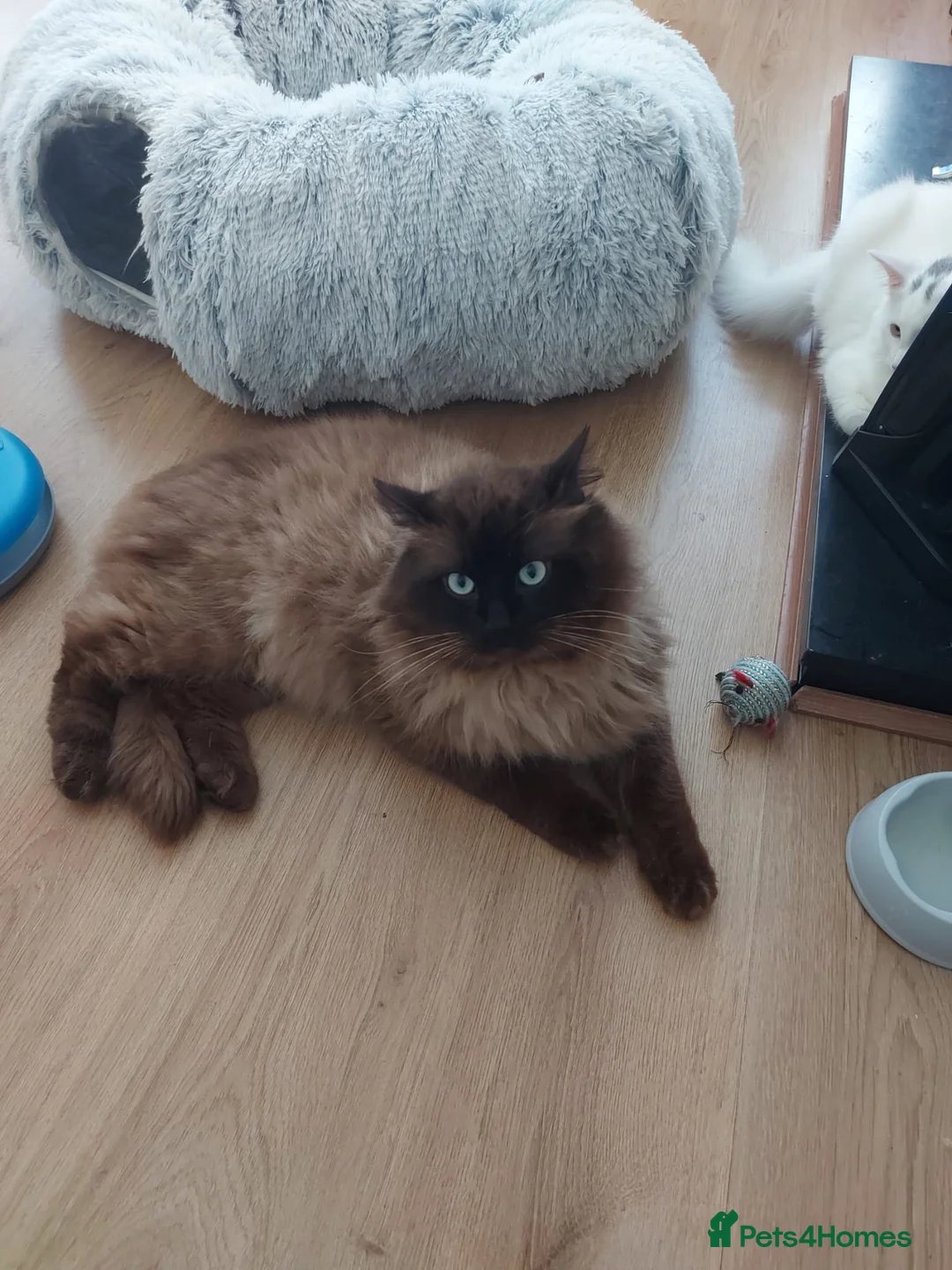 Ragdoll cats for stud: Proven chunky Ragdoll available for Stud  in Hull - Advert 9