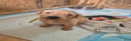 Labrador Retriever dogs for sale: Stunning labrador puppies - Advert 8