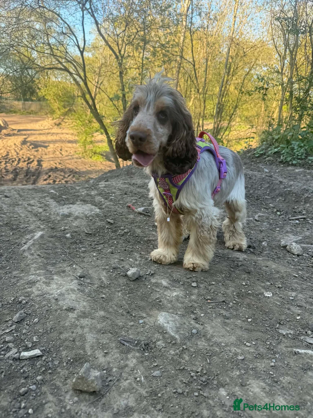 Cocker Spaniel dogs for stud: Stunning show cocker stud boy  - Advert 1