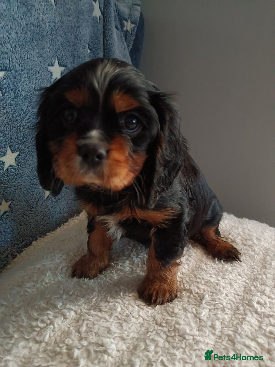 Cavalier King Charles Spaniel dogs for sale: Cavalier king Charles Fully health checked KC Reg  - Advert 1