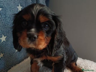 Cavalier King Charles Spaniel dogs Cavalier king Charles Fully health checked KC Reg - Advert 4