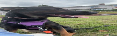 Sheprador 1