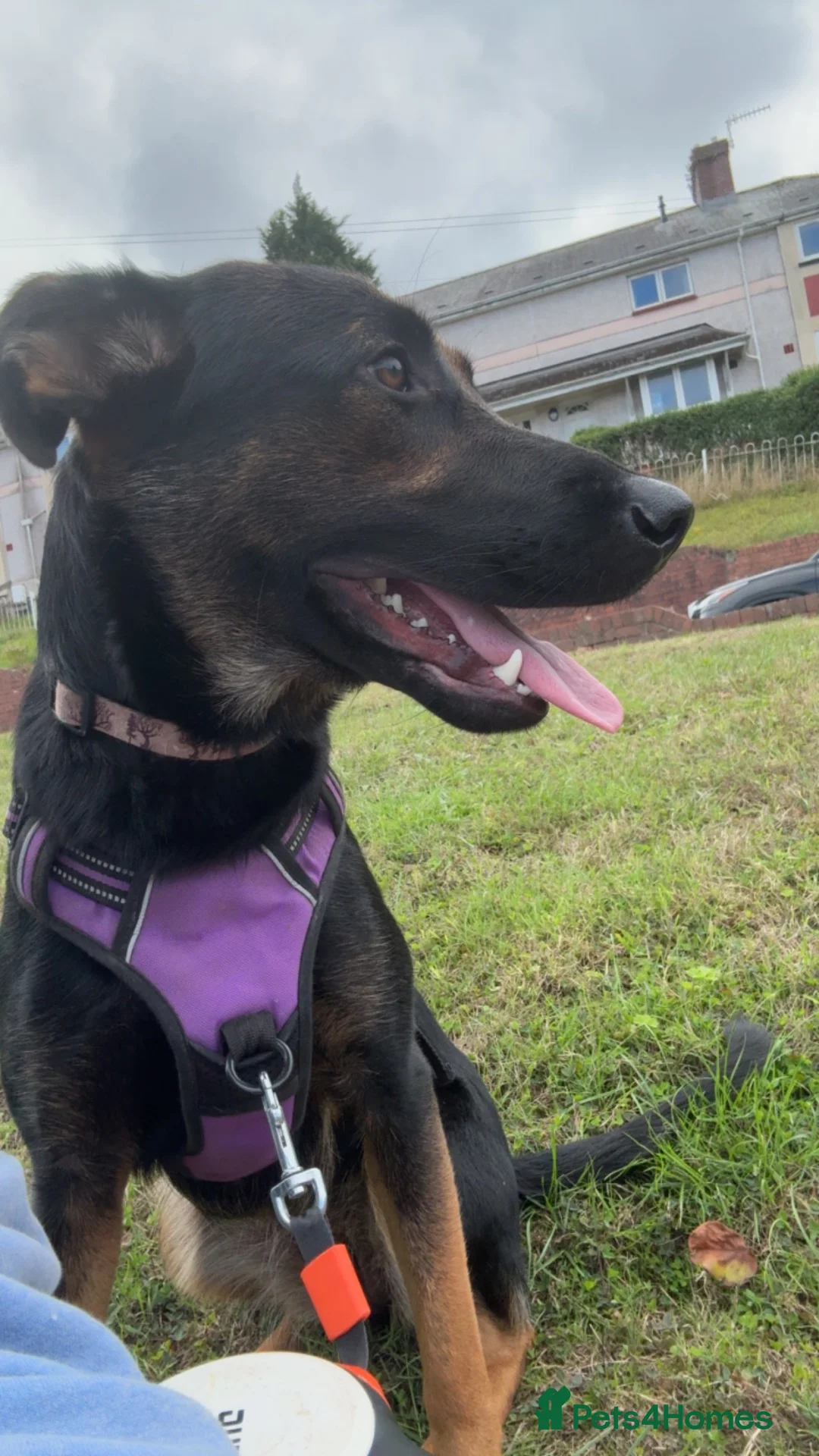 Sheprador dogs for sale: ASAP REHOMING Sheprador in Swansea - Advert 2