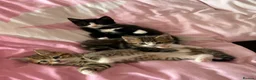 Bengal cats for sale: Kitten’s and mother are ready for there homes - Advert 12