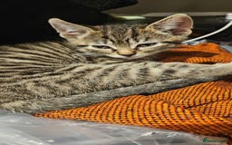 Mixed Breed cats for sale: 1 x female 1 x male kittens ready now - Image 3