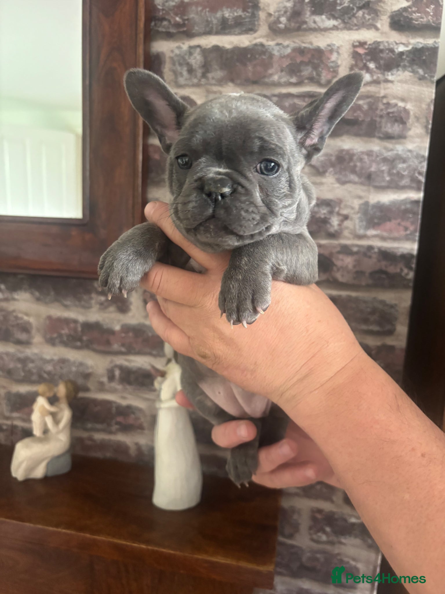 French Bulldog dogs Beautiful Blue/Blue Fawn French bulldog pups - Advert 1