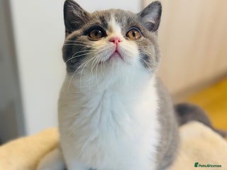 British Shorthair cats BSH LAST BOY - GCCF REG - READY IN 2 WEEKS - Advert 15