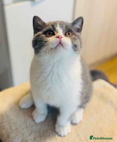British Shorthair cats BSH LAST BOY - GCCF REG - READY IN 2 WEEKS - Advert 1