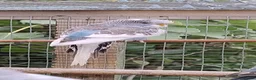 Budgerigars birds for sale: Baby budgies, easily tamed. Mixed colours - Advert 2