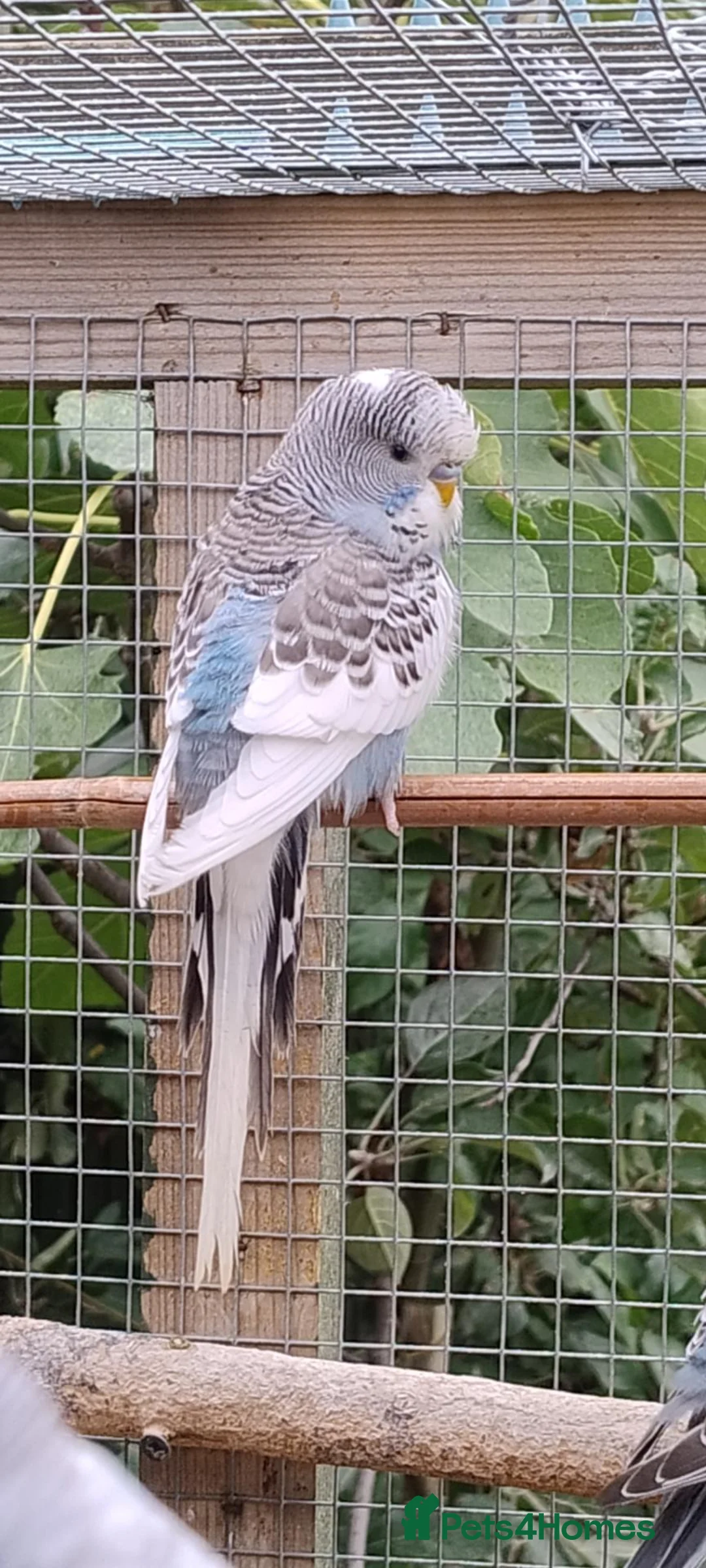 Budgerigars birds for sale: Baby budgies, easily tamed. Mixed colours - Advert 2