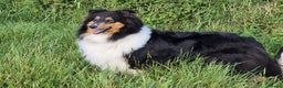 Rough Collie dogs for sale: Rough Collie Puppies - Advert 1