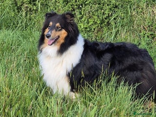 Rough Collie dogs Rough Collie Puppies - Advert 2