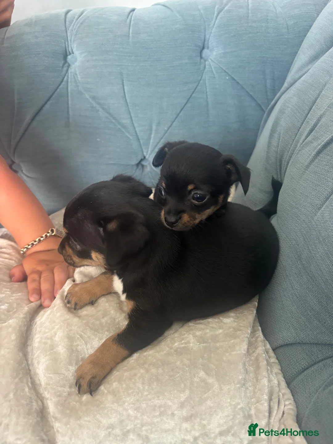 Chihuahua dogs for sale: 🐾  Chihuahua Girl Puppies 👀 for  Forever 🏡🐾 - Advert 4