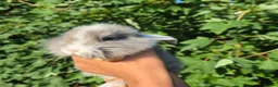 Mixed Breed rabbits for sale: 3 lionhead x lops baby bunnies  in Shrewsbury - Advert 8
