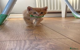Maine Coon cats for sale: 🐾 Maine Coon Kittens X needing forever home 🐾 - Image 21
