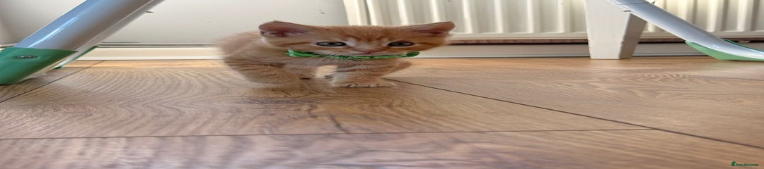 Green boy