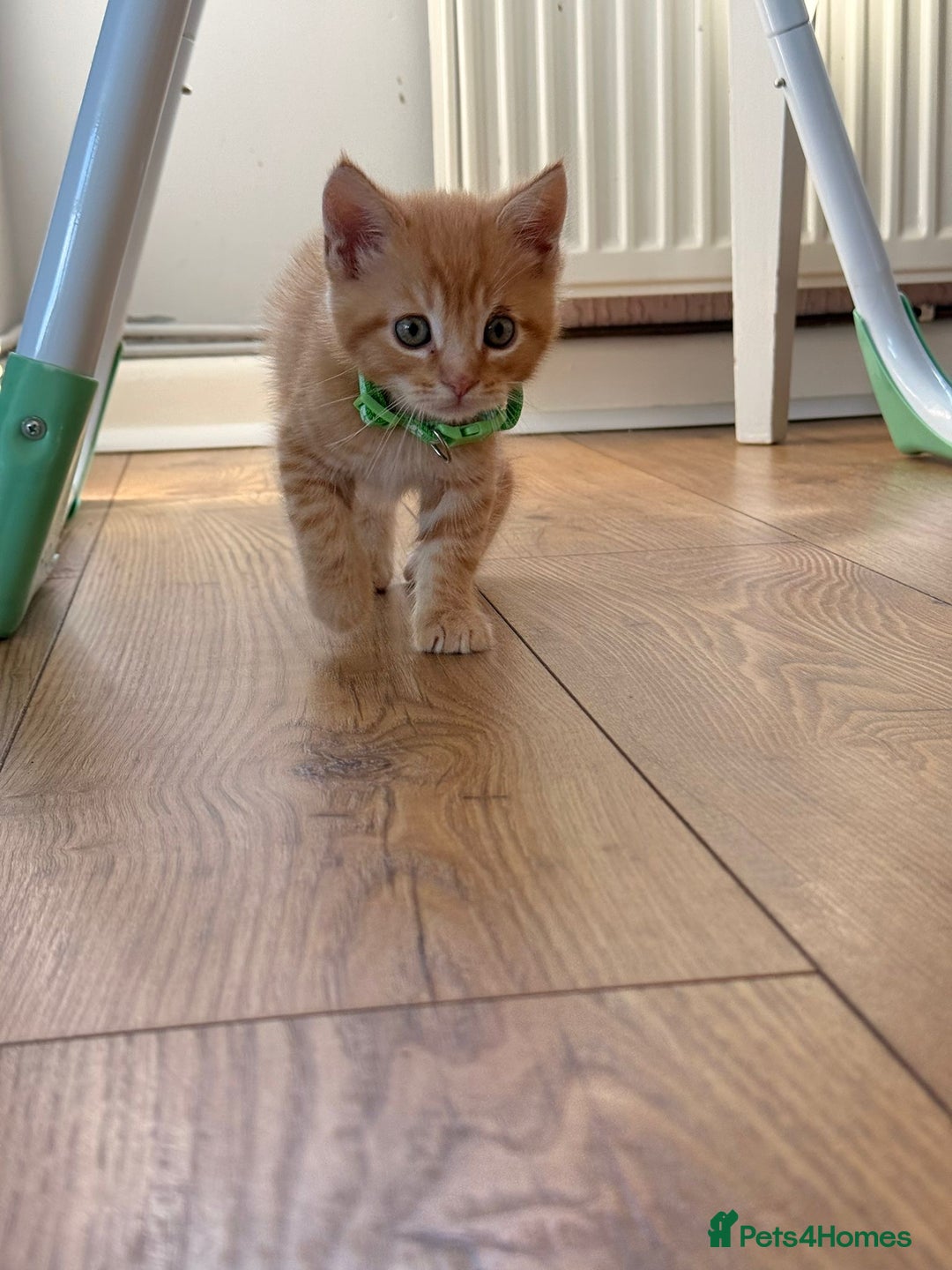Maine Coon cats for sale: 🐾 Maine Coon Kittens X needing forever home 🐾 - Image 21