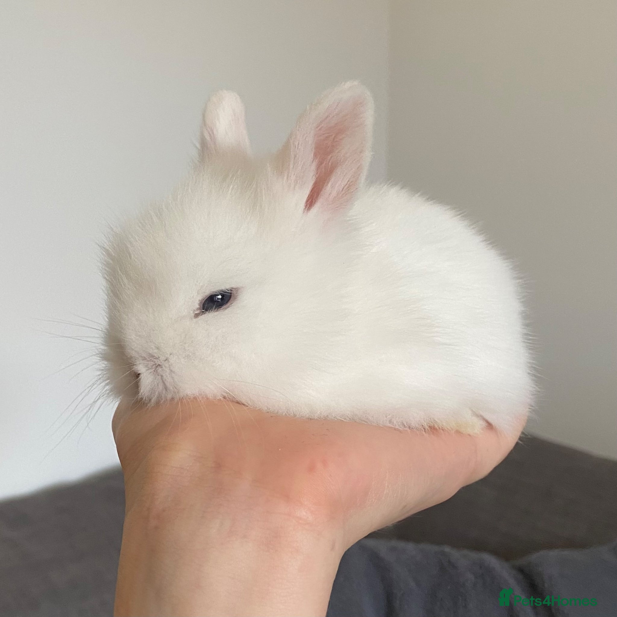 Lionhead rabbits for sale: Lion head bunnies  - Advert 5