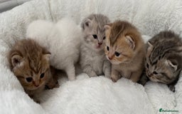 British Shorthair cats for sale: British shorthair kittens  - Image 29