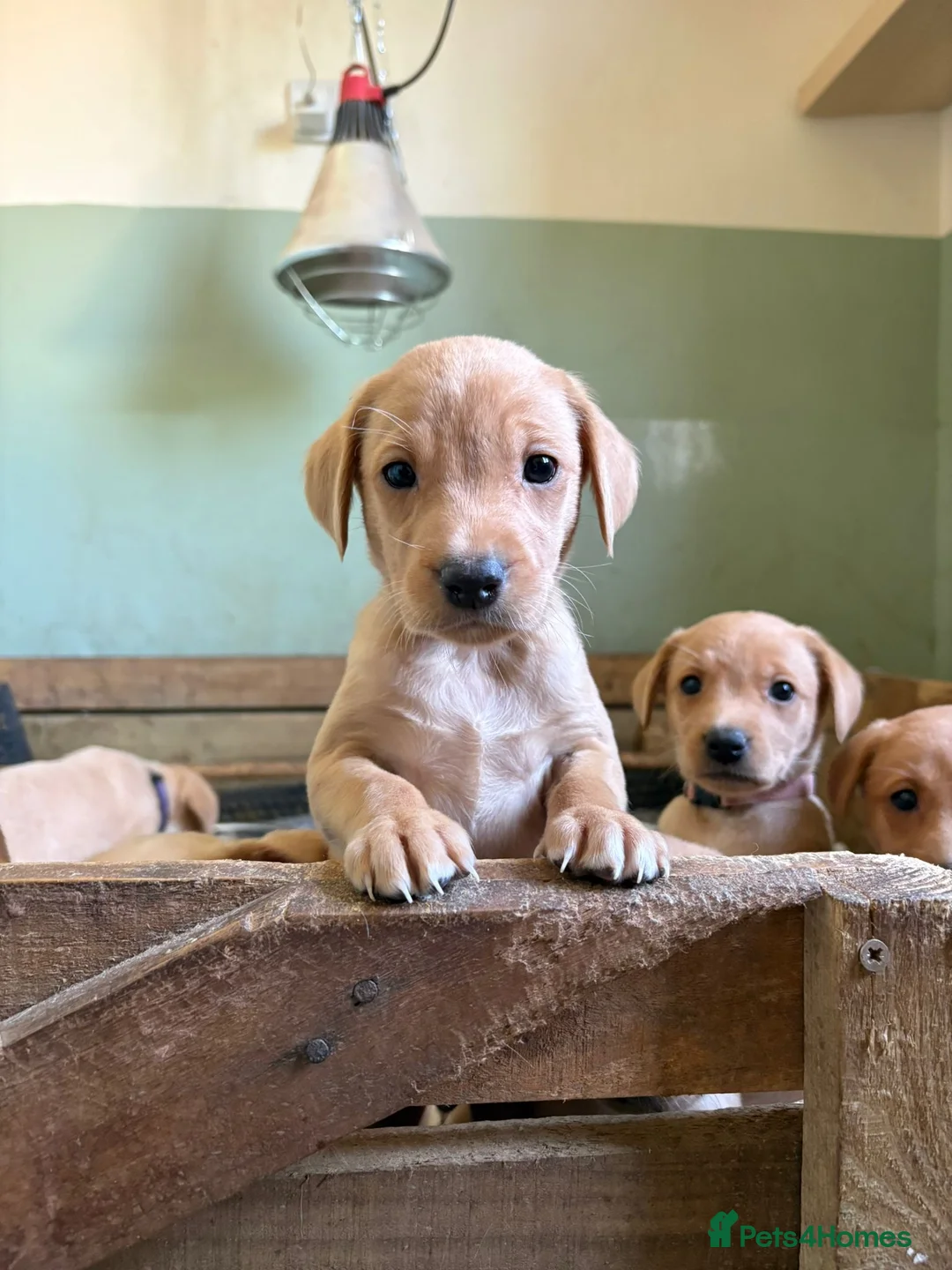 Labrador Retriever dogs for sale: KC registered Labrador puppies!  in Watchet - Advert 10