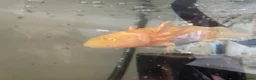 Axolotl reptiles for sale: Axolotl - Advert 19