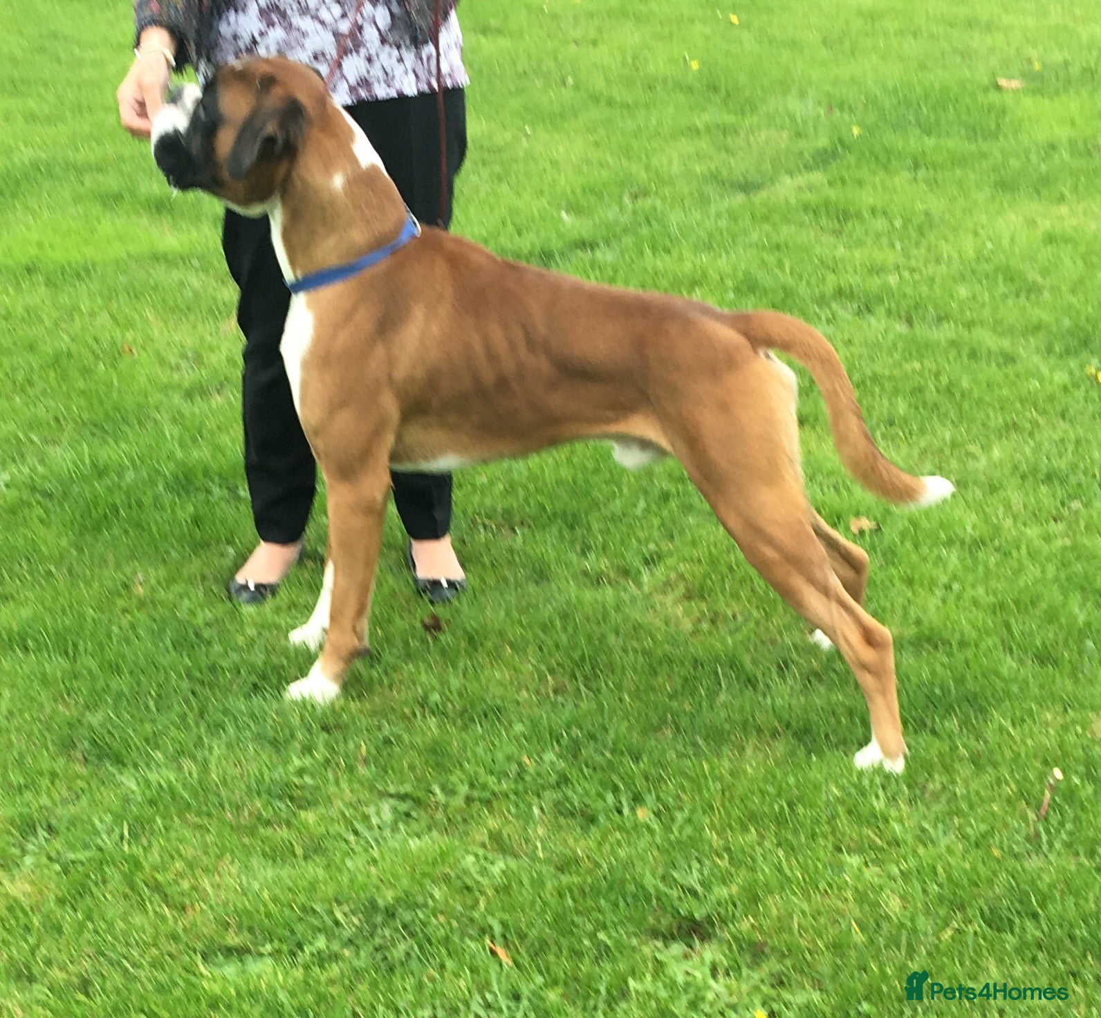 Boxer dogs Boxer stud dog in Barnsley - Advert 4