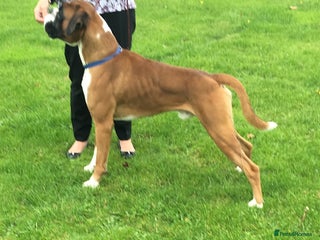 Boxer dogs Boxer stud dog in Barnsley - Advert 2